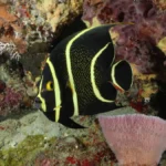 Juvenile French Angelfish