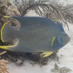 blue angelfish