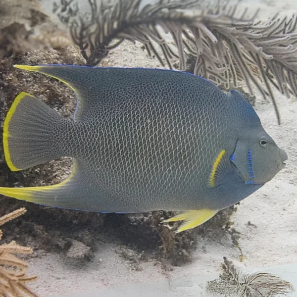 blue angelfish aquarium