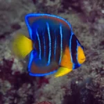 juvenile blue angelfish