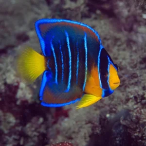 blue angelfish for sale