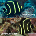 juvenile grey vs french