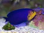 pygmyangelfishforsale