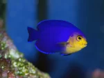 pygmyangelfishforsaleflorida