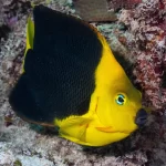 rock beauty angelfish for sale