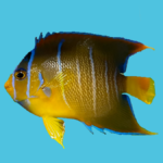 townsend angelfish for sale
