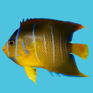 townsend angelfish for sale
