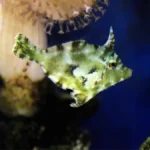 Bristletail Filefish