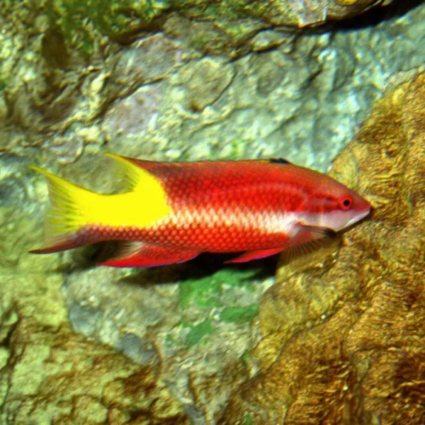 Cuban Hogfish (Bodianus pulchellus) | Keys Marine Life Direct