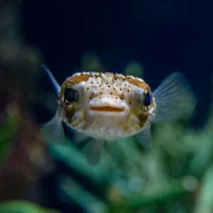 Porcupine Puffer for sale