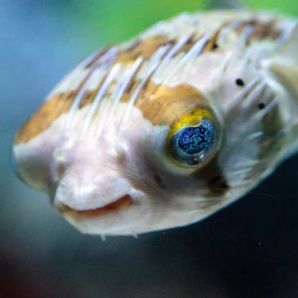 Porcupine Puffer florida for sale