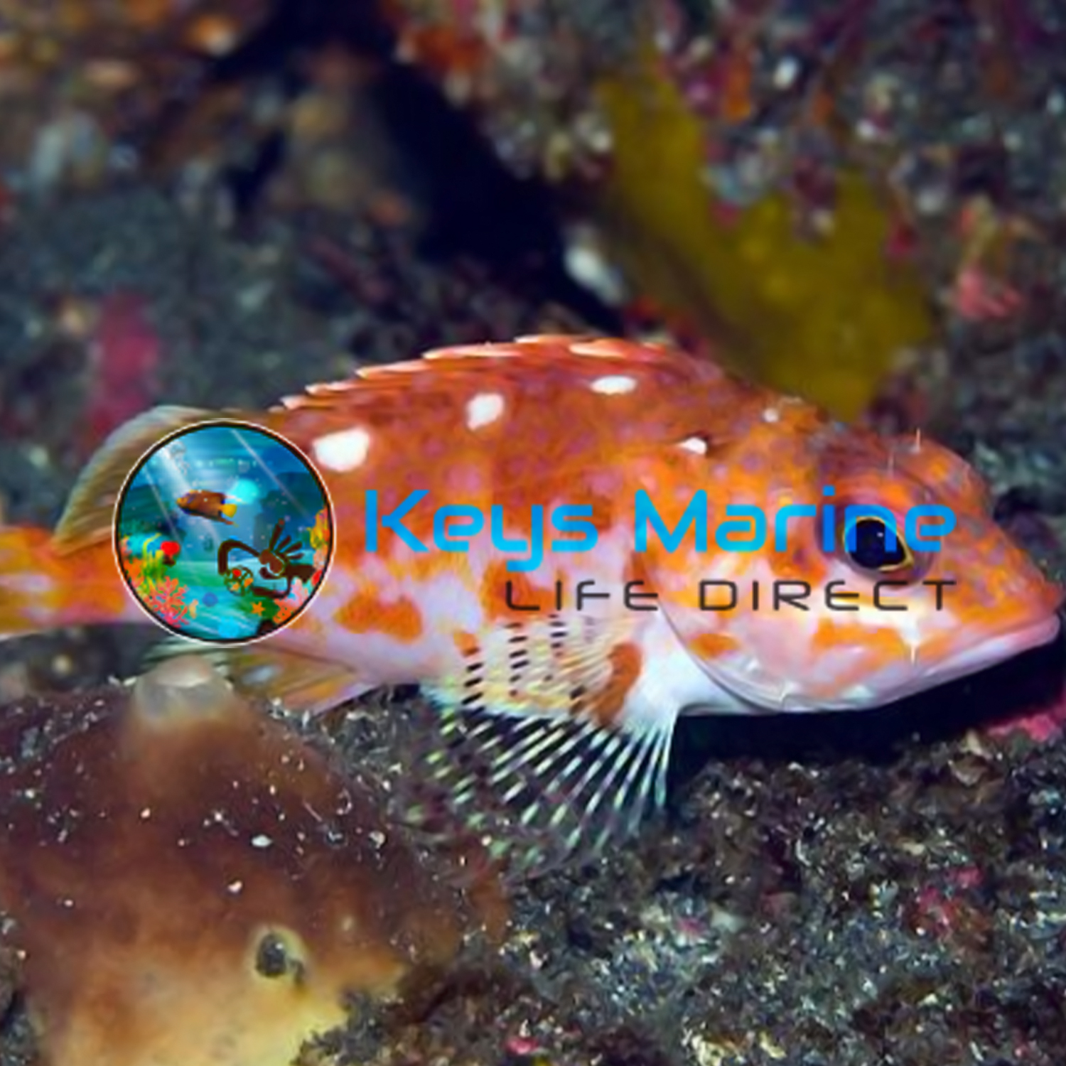 Grouper for Sale | Keys Marine Life Direct