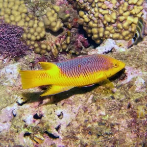 Spanish Hogfish for sale