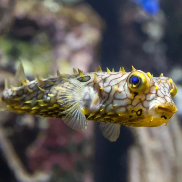 Spiny Box Puffer for sale