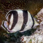 banded butterflyfish for sale