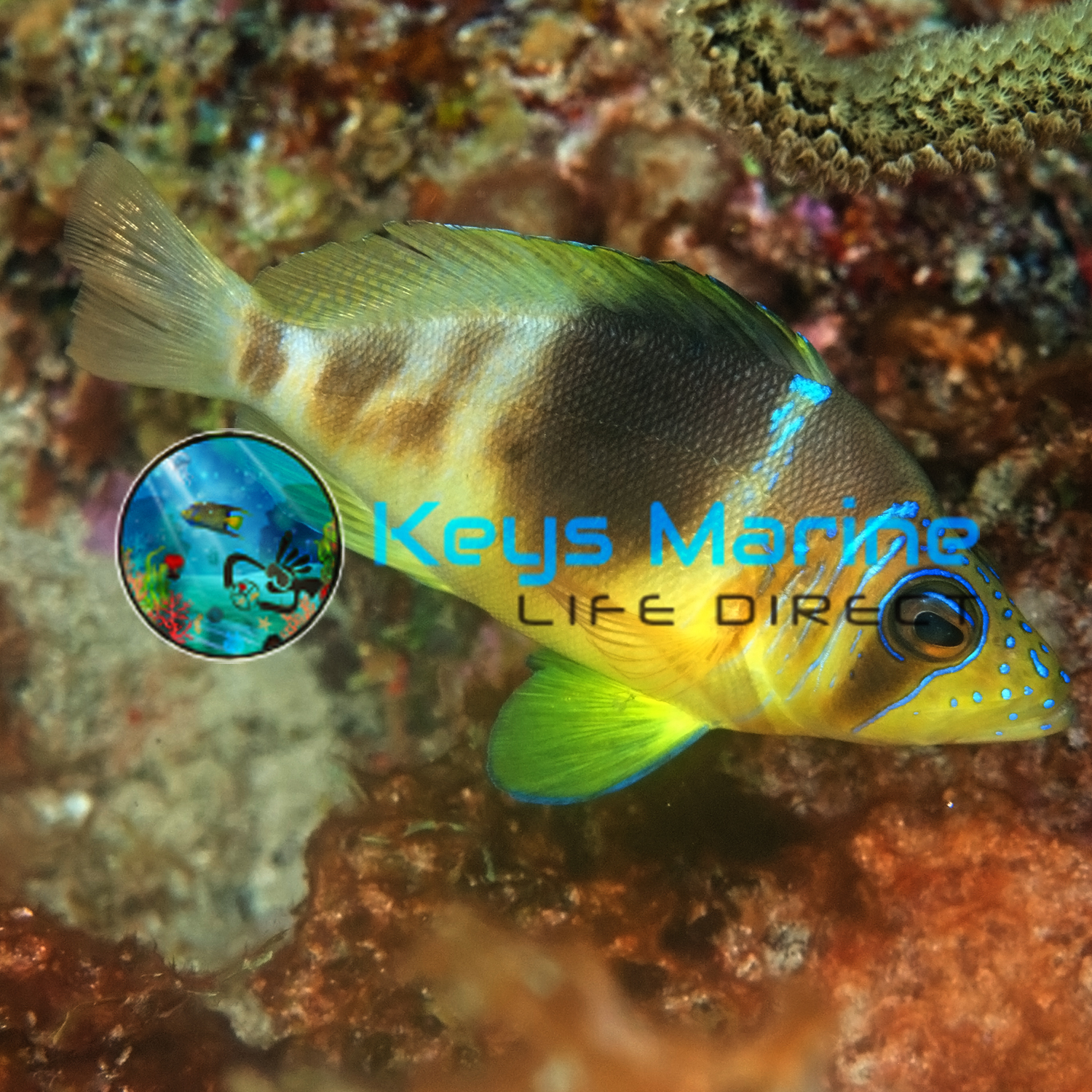 Barred Hamlet | Keys Marine Life Direct