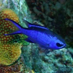 blue reef chromis for sale