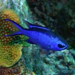 blue chromis