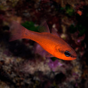 flame cardinal fish for sale