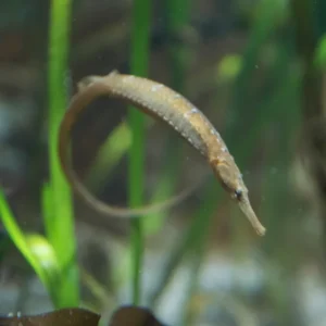florida pipefish for sale