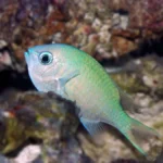 green chromis