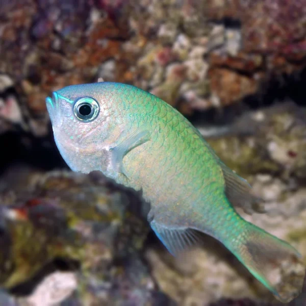 green chromis for sale