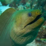 green moray eel