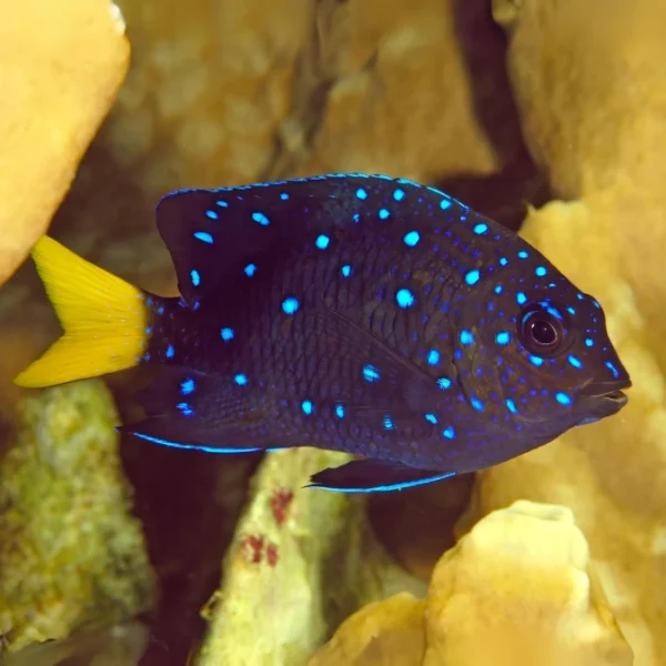 Jewel Damsel (Microspathodon chrysurus) | Keys Marine Life Direct