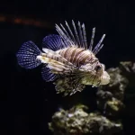 Lionfish for Sale