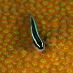 neon goby florida