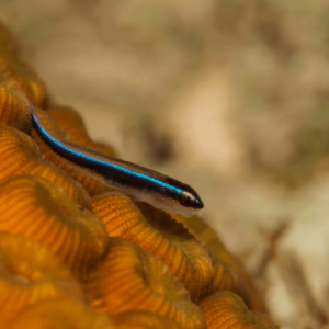 neon goby for sale