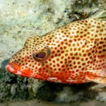 red hind grouper strawberry grouper for sale