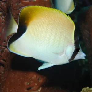 reef butterflyfish for sale