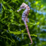 slender seahorse