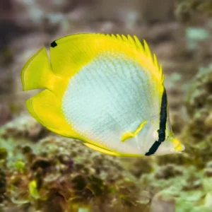 spotfin butterflyfish for sale