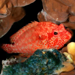 strawberry grouper for sale