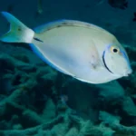 surgeonfish