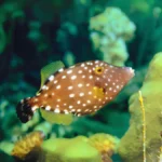 white spotted file fish