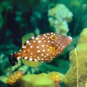 white spotted file fish for sale