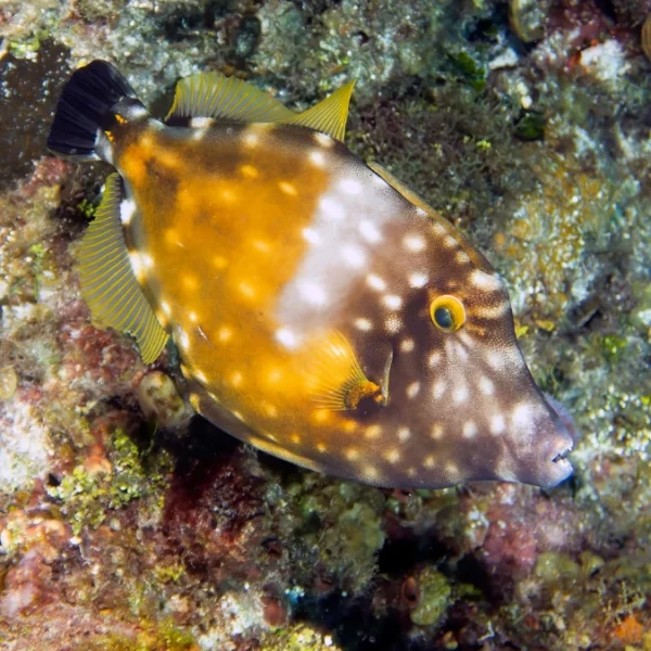 whitespotted filefish for sale