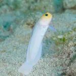 yellowhead jawfish2