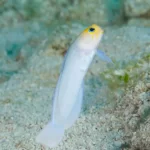 yellowhead jawfish for sale