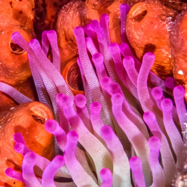 Condy Anemone for sale