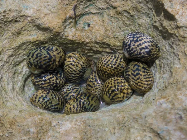 nerite snails for sale