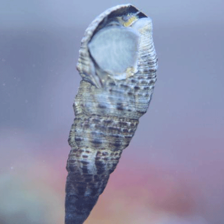 Cerith Snails