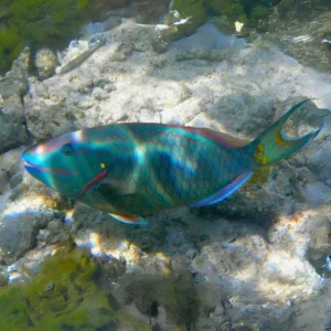 Stoplight Parrotfish Terminal Phase for sale