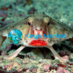 Walking Batfish