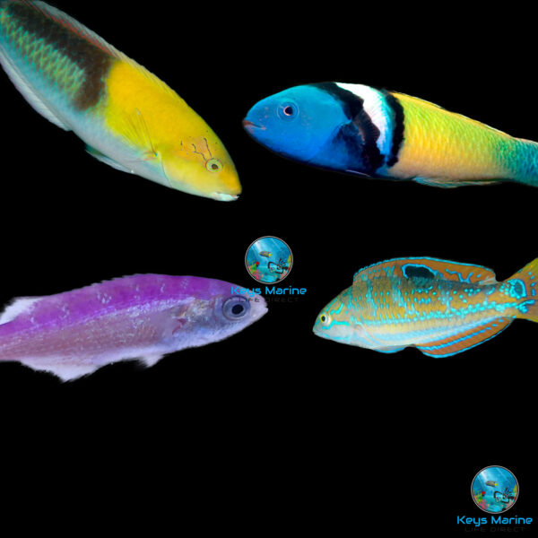 Assorted Wrasse