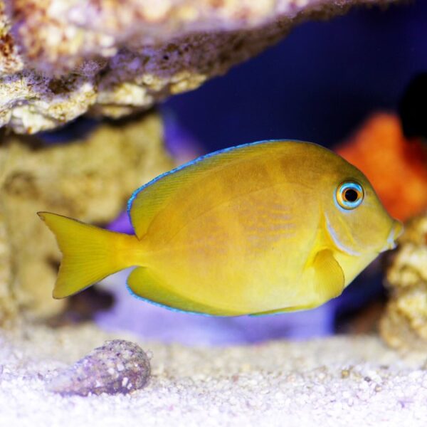 atlantic blue tang juvenile for sale