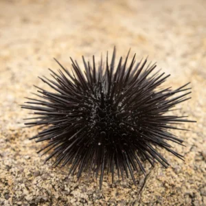 black rock urchin for sale